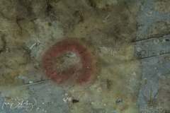 Polybranchia pallens