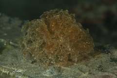 Polybranchia pallens