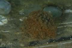 Polybranchia pallens