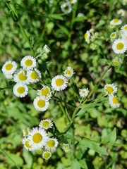 Erigeron annuus