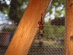 Baryrhynchus poweri