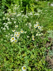 Erigeron annuus