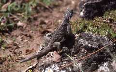 Agama lionotus