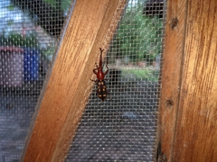 Baryrhynchus poweri