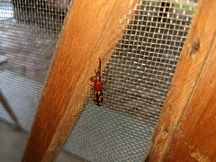 Baryrhynchus poweri