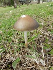 Oudemansiella gigaspora