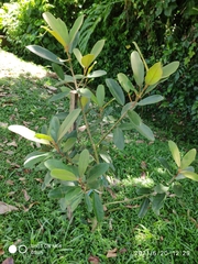 Ficus consociata