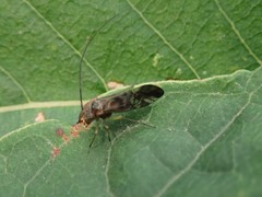 Longivalvus nubilus