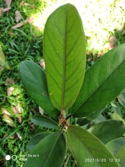 Ficus consociata