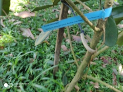 Ficus consociata