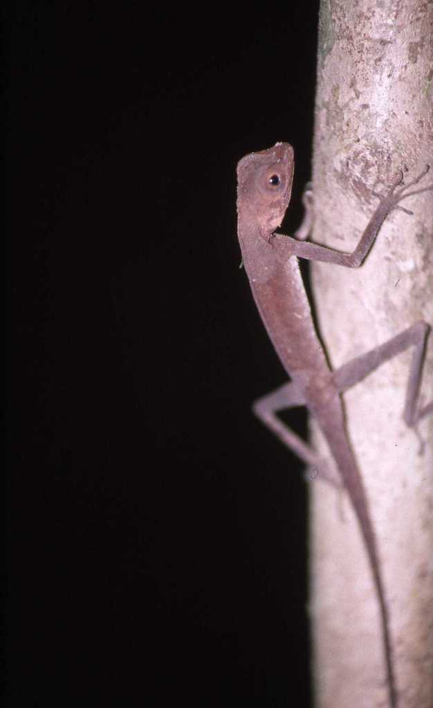 Dusky Earless Agama