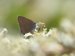 Satyrium saepium chalcis