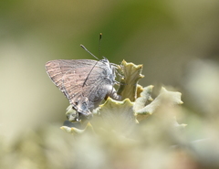 Satyrium saepium chalcis