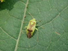Neolygus tiliicola
