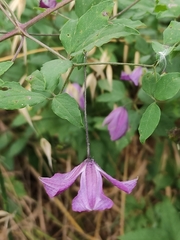 Clematis viticella