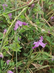 Clematis viticella