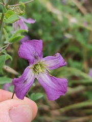 Clematis viticella