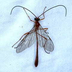 Dicamptus fuscicornis