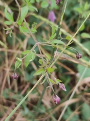 Clematis viticella