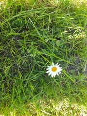 Leucanthemum vulgare