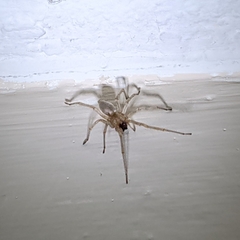 Cheiracanthium inclusum