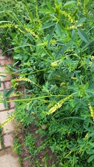 Melilotus officinalis