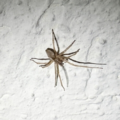 Cheiracanthium inclusum