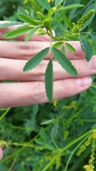 Melilotus officinalis