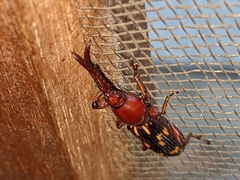 Baryrhynchus poweri