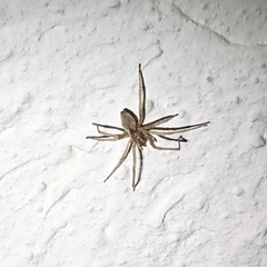 Cheiracanthium inclusum