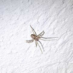 Cheiracanthium inclusum