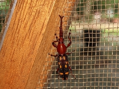 Baryrhynchus poweri