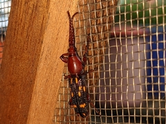 Baryrhynchus poweri