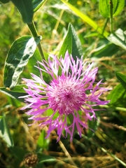 Centaurea phrygia