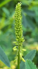 Melilotus officinalis