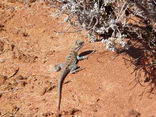 Ctenophorus pictus