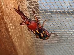 Baryrhynchus poweri