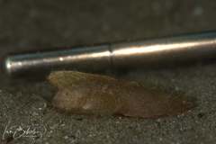 Aploactisoma milesii