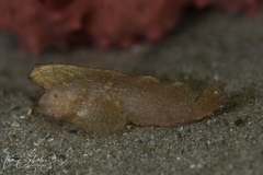 Aploactisoma milesii