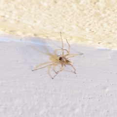 Cheiracanthium inclusum