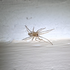 Cheiracanthium inclusum