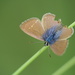 Nacaduba biocellata armillata - Photo 由 Emilie Ducouret 所上傳的 (c) Emilie Ducouret，保留部份權利CC BY-NC-ND
