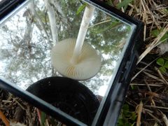 Oudemansiella gigaspora