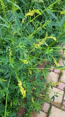 Melilotus officinalis