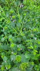 Ballota nigra