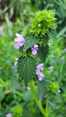Ballota nigra