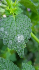 Ballota nigra