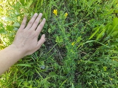 Medicago falcata