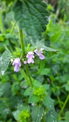 Ballota nigra