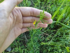 Medicago falcata